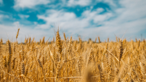 a wheat field in late summer ready for harvesting