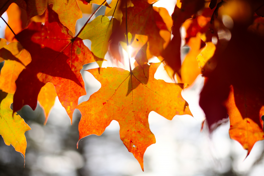 leaves autumn