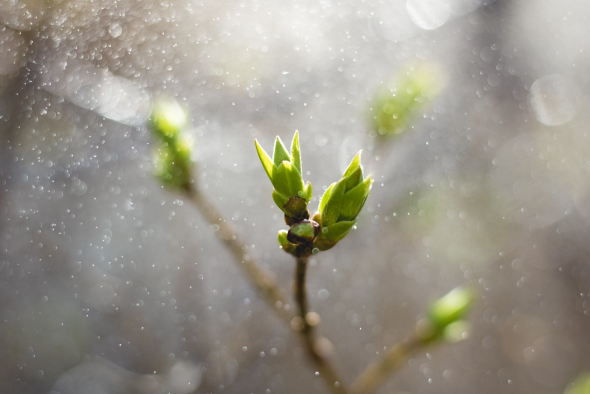 tree sprouting